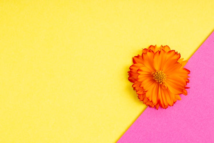 Orange Flower On Yellow And Pink Surface