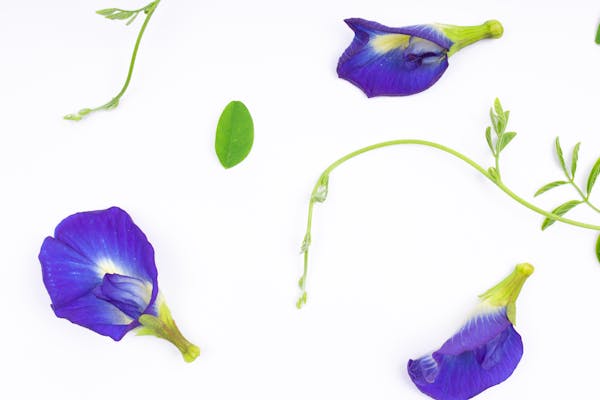 What Are The Benefits Of Butter Fly Pea Flower