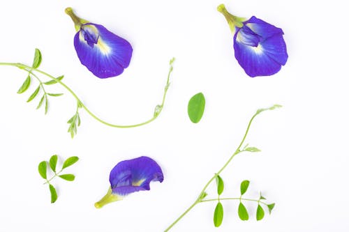 Foto profissional grátis de bluebellvine, clitoria ternatea, ervilha azul