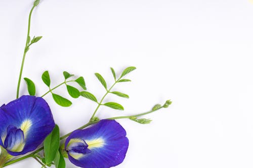 clitoria ternatea, 꽃, 나비 완두콩의 무료 스톡 사진
