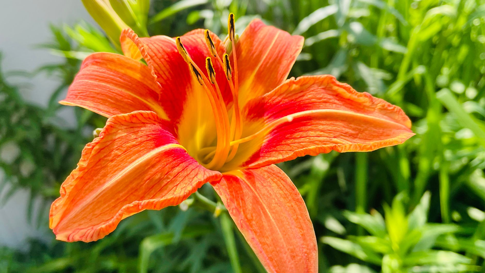 How to Keep Your Large Summer Blooms Pristine: Strategic Shading, Targeted Watering, and Microclimate Hacks for Lilies, Dahlias, and Showy Daylilies in Intense Heat