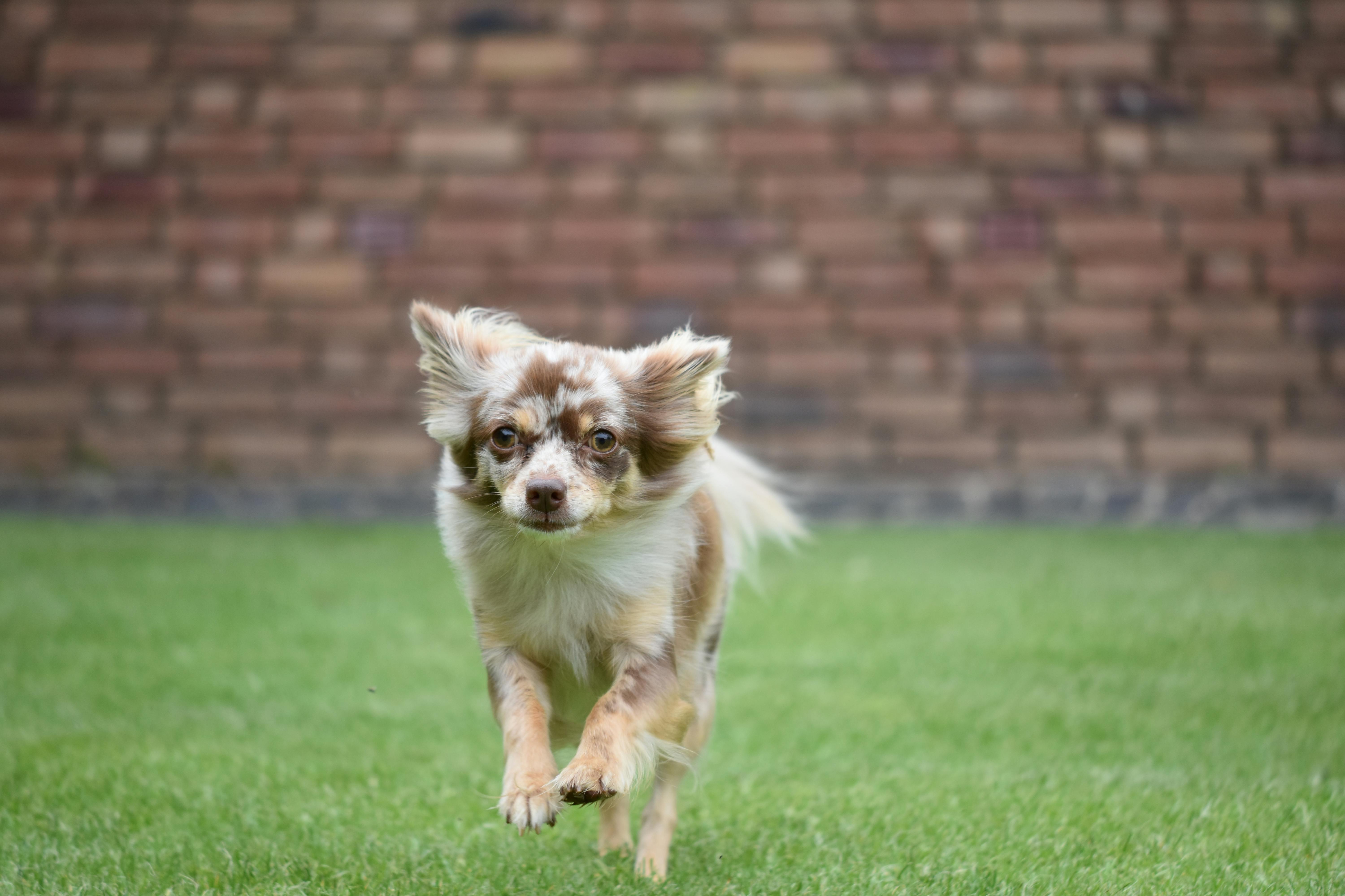 Chihuahua running on Grass