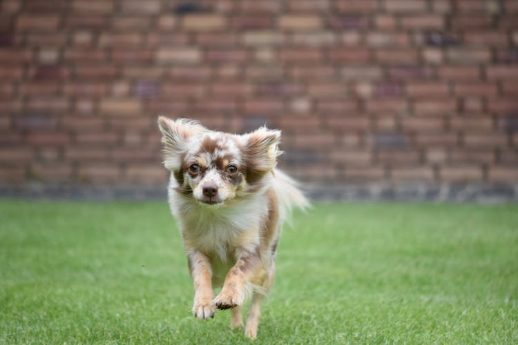 Chihuahua Running On Grass