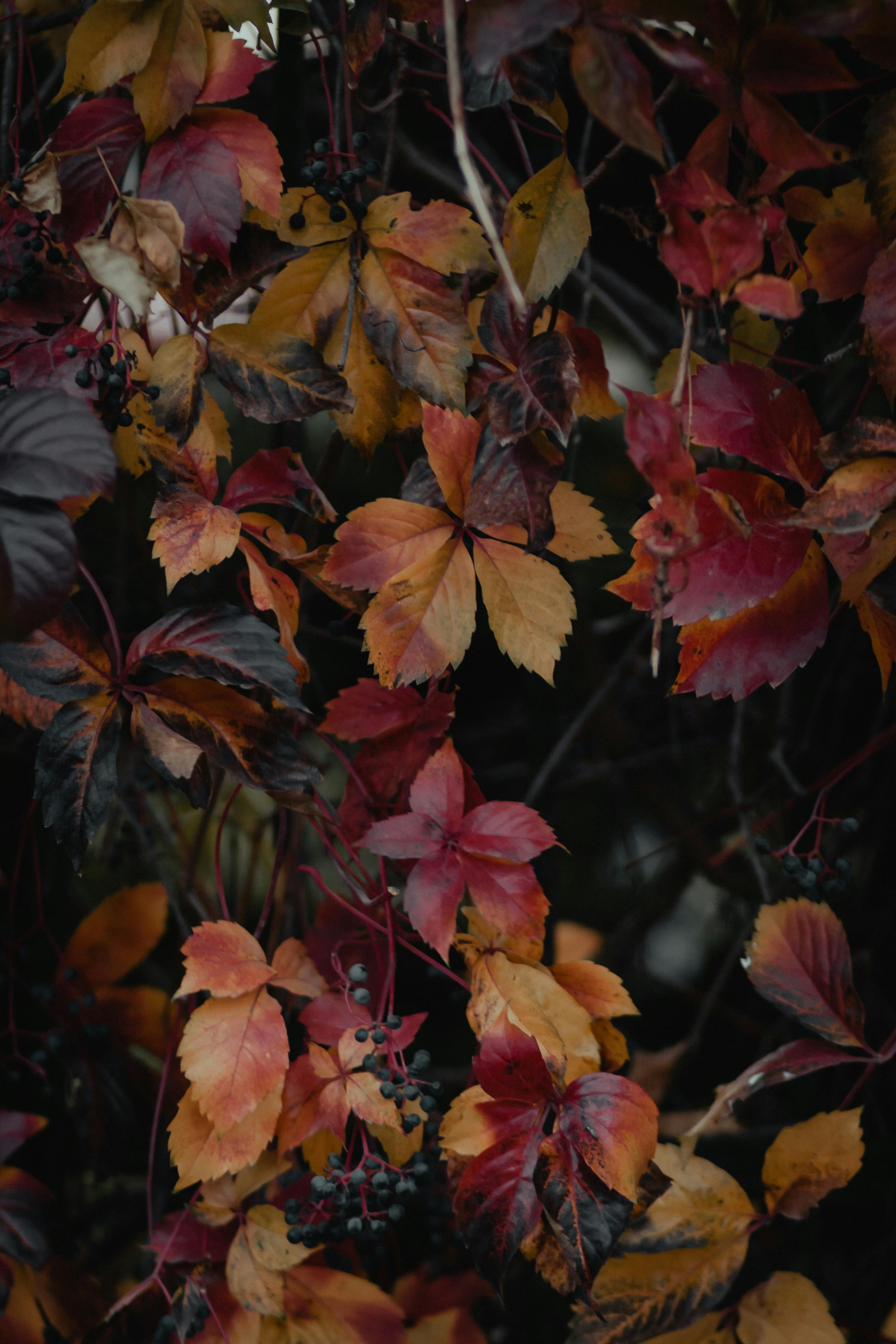 Explore the rich hues of autumn leaves in Turkey with this moody, natural composition.