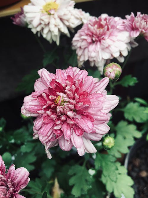 Imagine de stoc gratuită din colorat, creștere, crizantemă