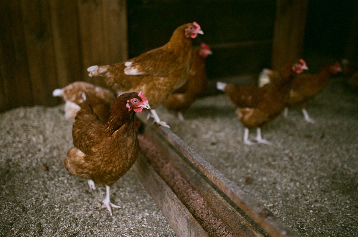Vermifuger les poules : quand consulter, analyser et traiter ?