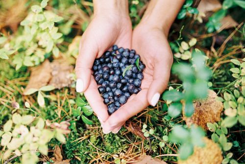 Free Person holding blueberries with vibrant green leaves outdoors. Ideal for organic food themes. Stock Photo
