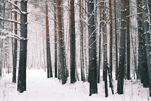 Brown Trees on Snow Covered Ground