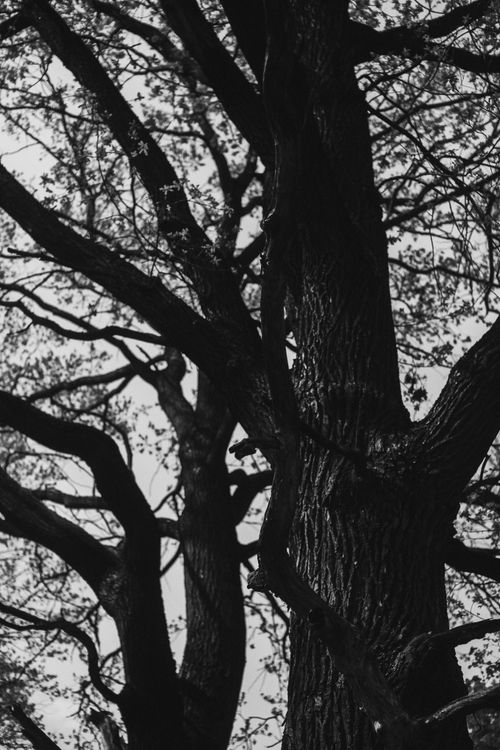 Free Monochrome image of tree trunks and branches in a forest setting. Stock Photo