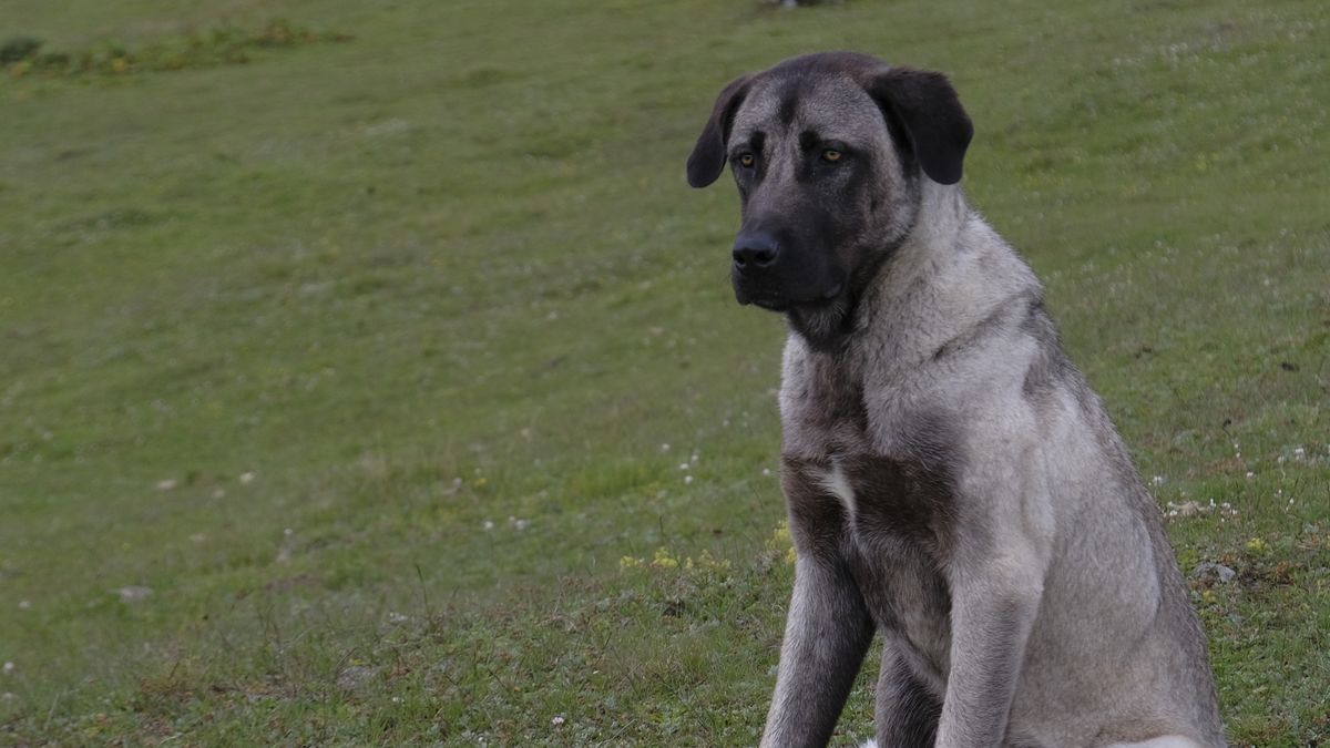 Kangal-Hirtenhund sitzt auf einer Wiese als Beispiel eines Herdenschutzhundes