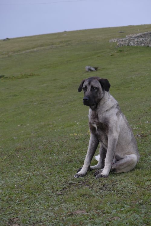 Free Kangal dog sitting calmly in an open grass field, showcasing natural serenity. Stock Photo