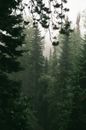 Green Pine Trees