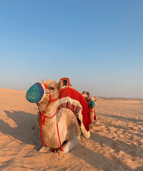 Immagine gratuita di addomesticato, arido, camelidi