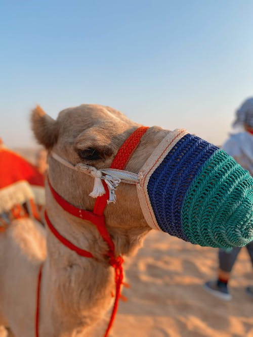 Immagine gratuita di animale, cammello, deserto