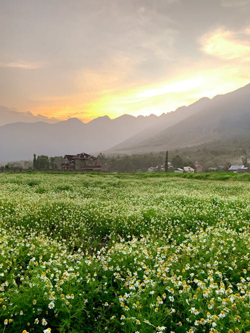 Foto d'estoc gratuïta de camp de flors, fotografia de natura, medi ambient