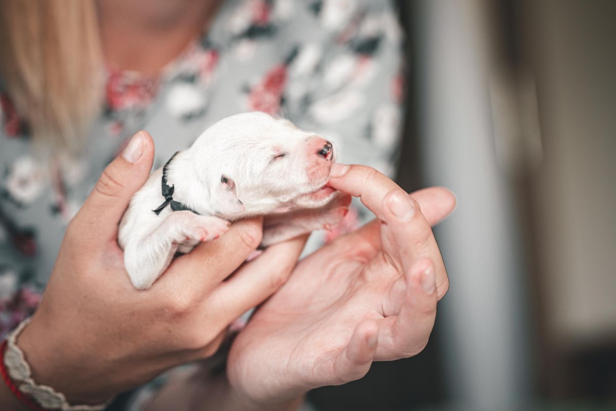 Newborn white puppy fully supported in two pairs of hands