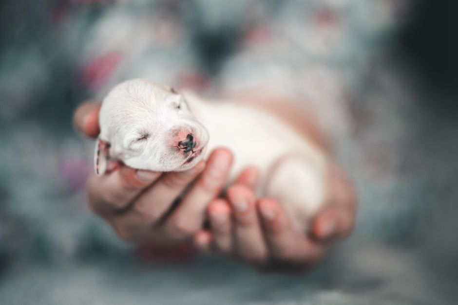 An adorable newborn puppy peacefully sleeping in human hands, showcasing tenderness and care.