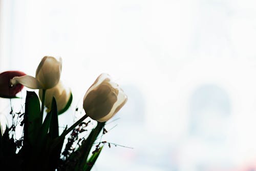 Niedrige Winkel Fotografie Weiße Tulpenblumen