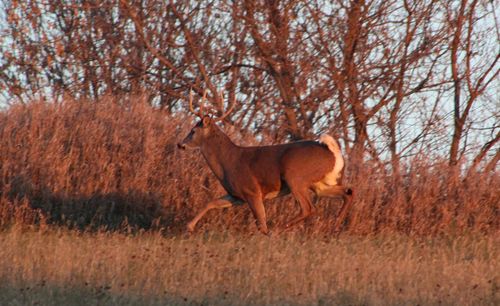 Free stock photo of whitetail deer Stock Photo