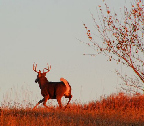 Free stock photo of whitetail deer wisconsin Stock Photo