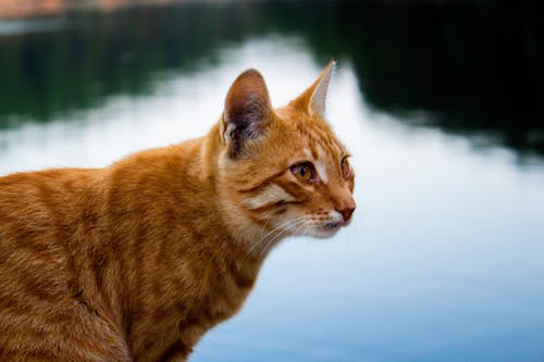 Close-up Photo of Orange Tabby Cat 