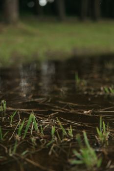 A tranquil puddle surrounded by grass, capturing nature’s simple beauty.