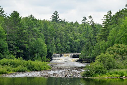 Immagine gratuita di ambiente, fiume, foresta