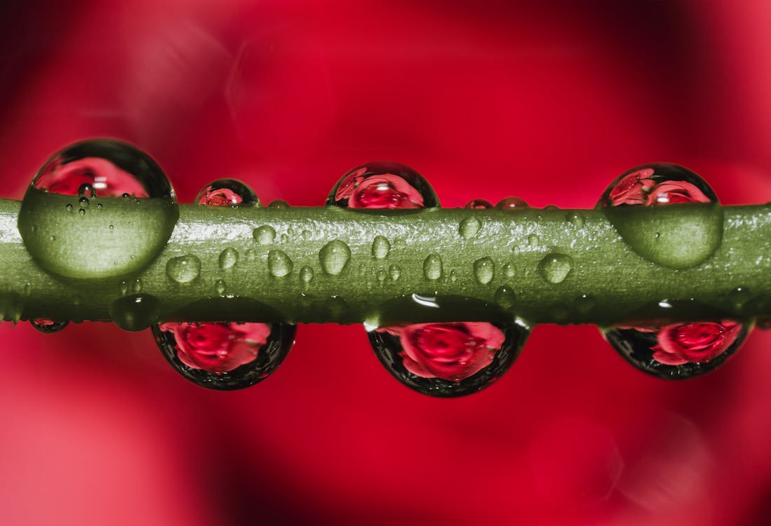 Free Green Stem With Dew Droplets Stock Photo