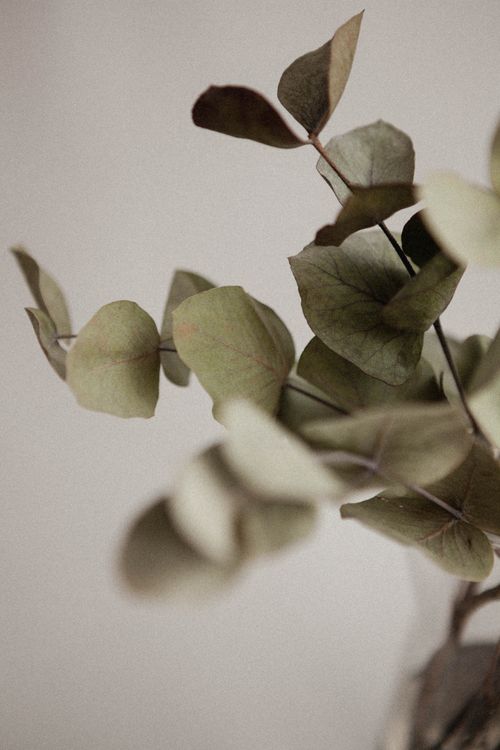 Free Aesthetic close-up of eucalyptus leaves against a neutral wall, symbolizing tranquility. Stock Photo