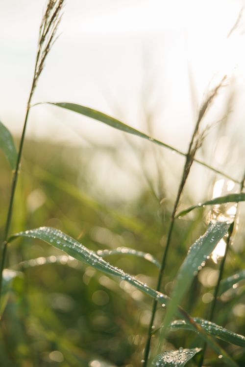 Free Close-up of fresh dew on long green leaves under sunlight, portraying nature's vitality. Stock Photo