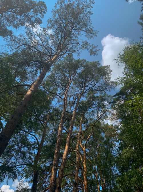 Free Low angle view of tall pine trees reaching into a clear blue summer sky. Stock Photo