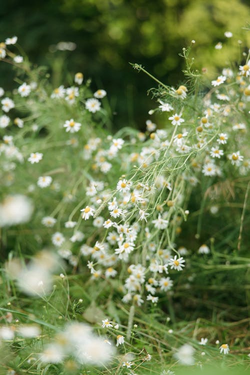 Fotobanka s bezplatnými fotkami na tému biele kvety, harmanček, lupene