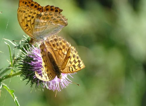 Free stock photo of butterfly, campagne, campaign Stock Photo