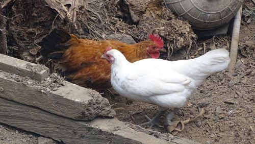 Free stock photo of poule Stock Photo