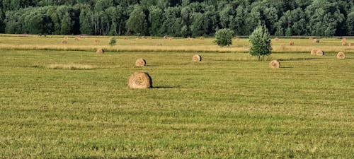 Free stock photo of field, forest, hay