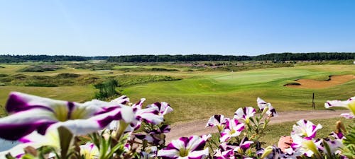 Free stock photo of beautiful flowers, golf, golf course