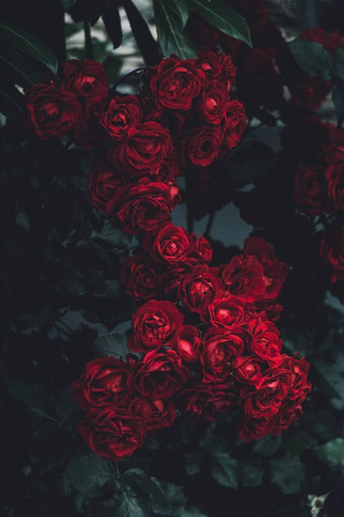 A Close-up Shot of Red Roses in Bloom