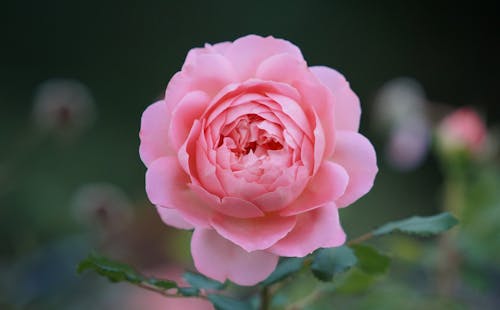 Free Shallow Depth of Field Photo of Pink Rose Flower Stock Photo