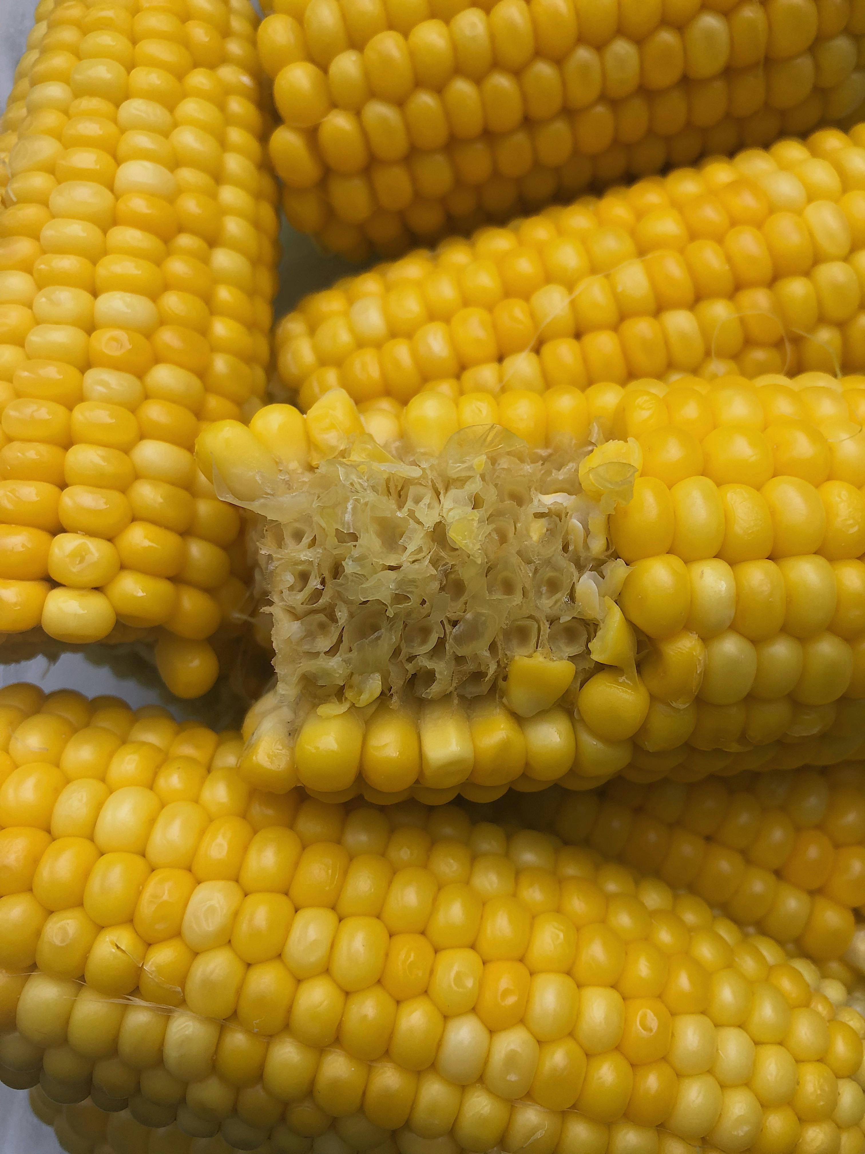 delicious yellow corn on the cobs
