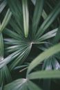 Green Leaf Plant in Close Up Photography