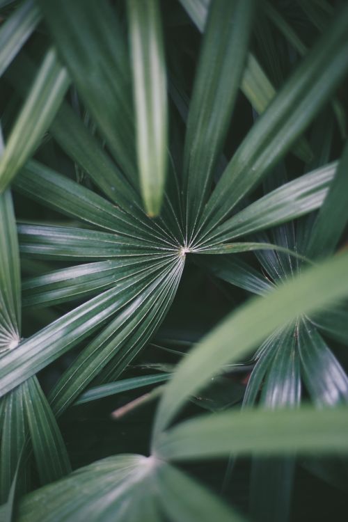 Free A detailed close-up of vibrant green palm leaves showcasing their natural structure and freshness. Stock Photo