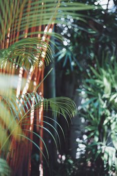 A serene view of tropical palm leaves in sunlight, casting natural shadows.