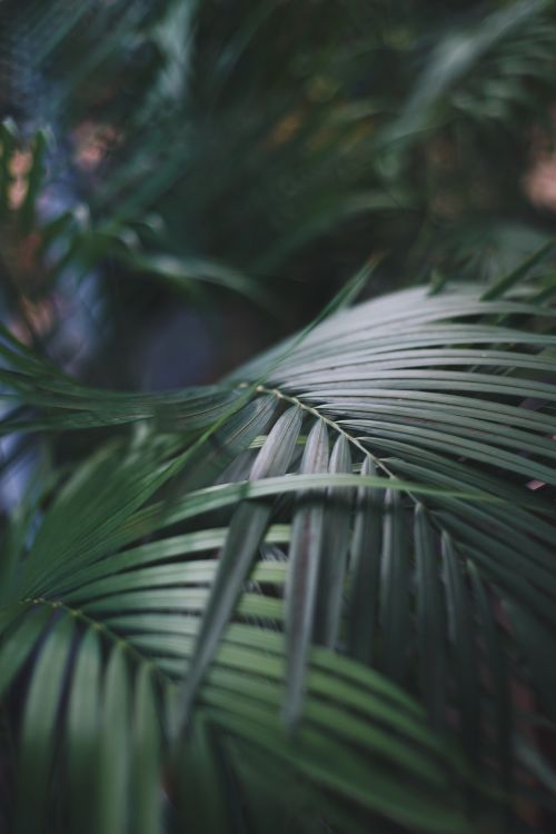 Free A close-up shot of lush green tropical palm leaves with soft, natural lighting. Stock Photo