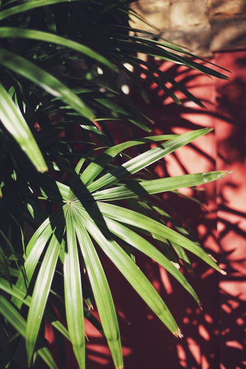 Green Palm Leaves in Close-up Photography

