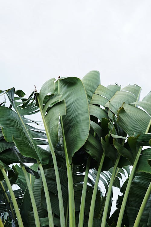 Green Leaves of Traveler's Palm Under White Sky