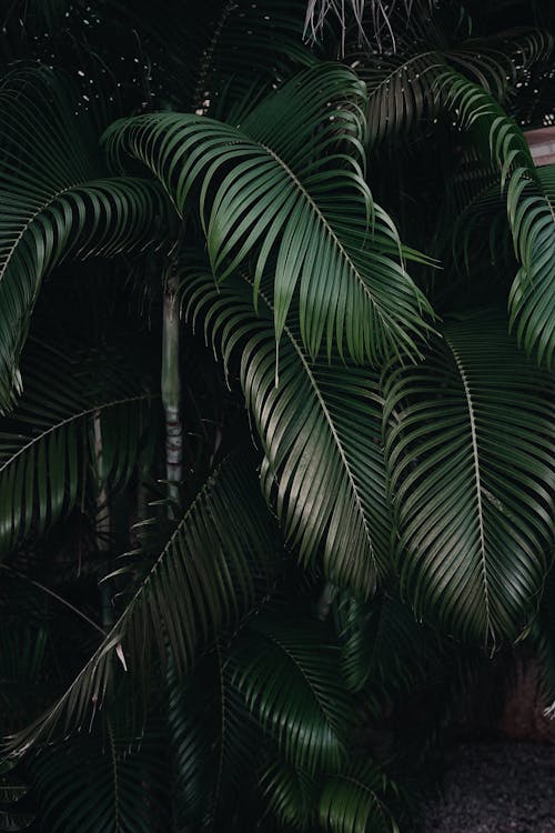 A Palm Tree with Dark Green Leaves