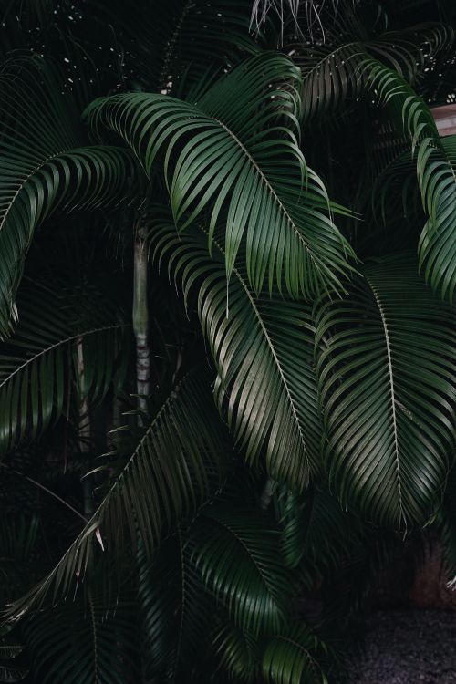 Free Close-up of dark green tropical palm leaves, showcasing lush, exotic nature. Stock Photo