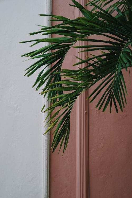 Free Elegant palm leaves casting shadows on a pink-toned wall, ideal for modern decor themes. Stock Photo