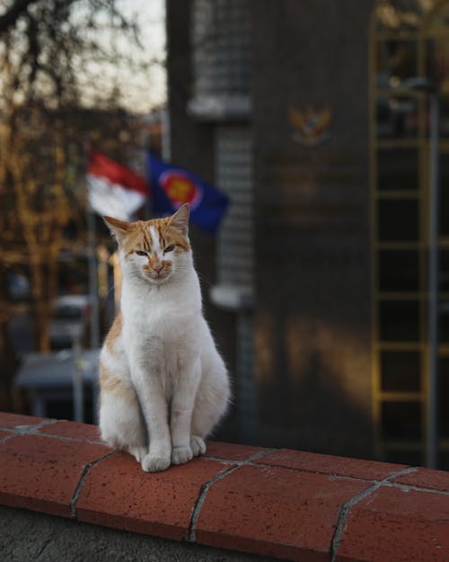 Fotos de stock gratuitas de animal, aterciopelado, doméstico