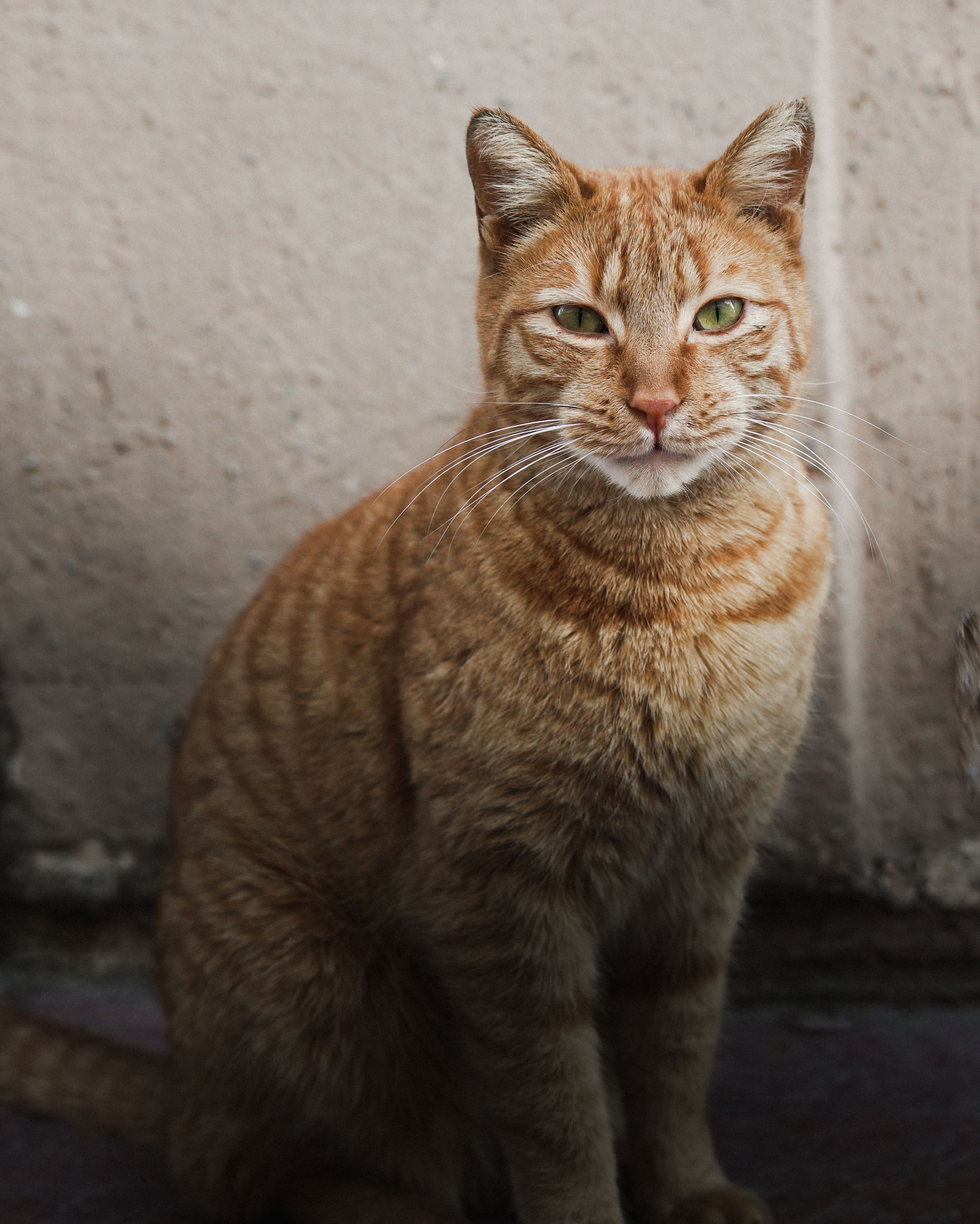Brown Tabby Cat Sitting on Concrete Floor · Free Stock Photo